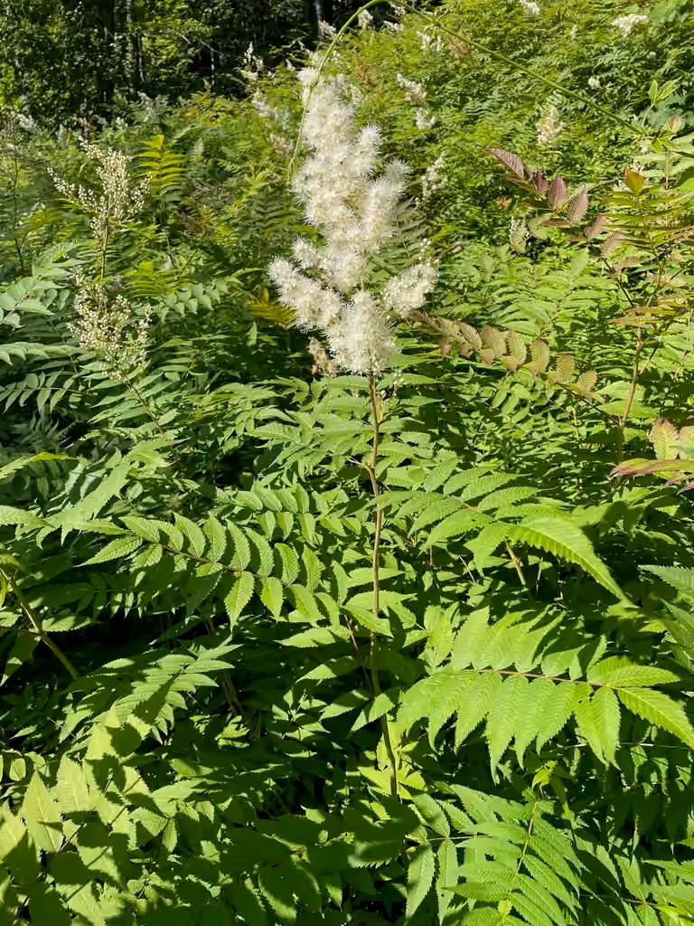 False spiraea, In flower