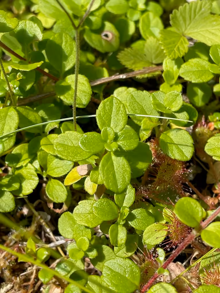 Linnée boréale, En fruits