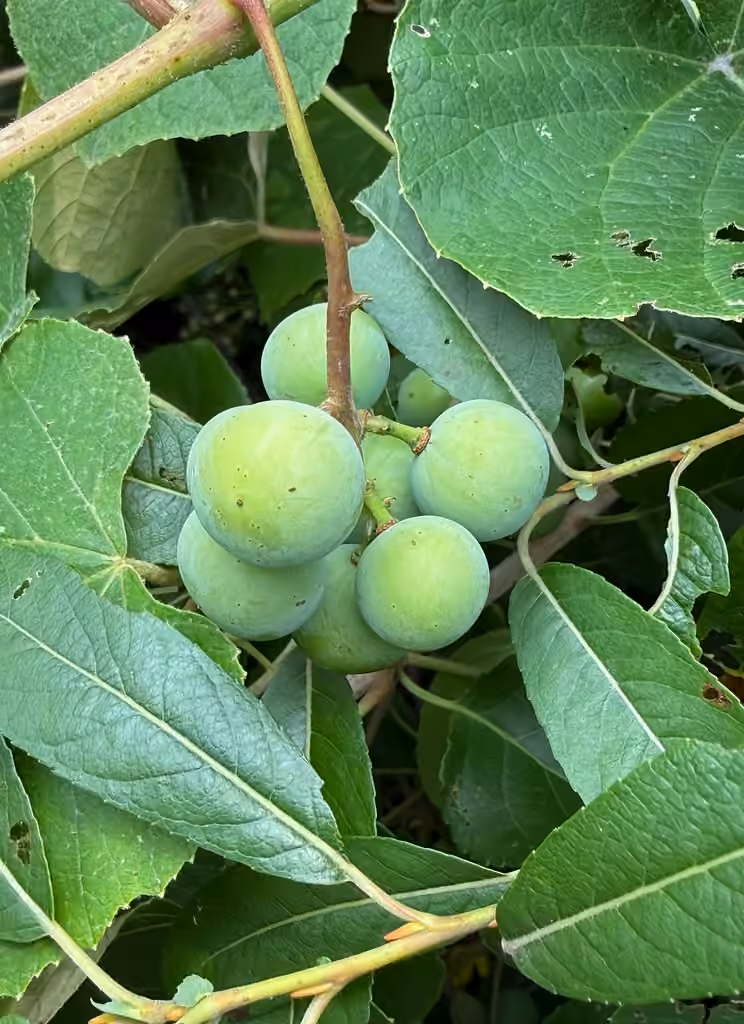 Vigne lambruche, En fruits