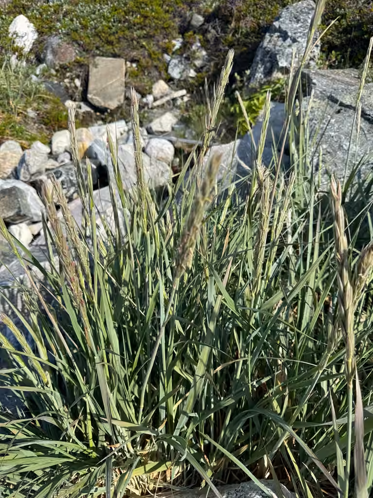 American dunegrass, In flower