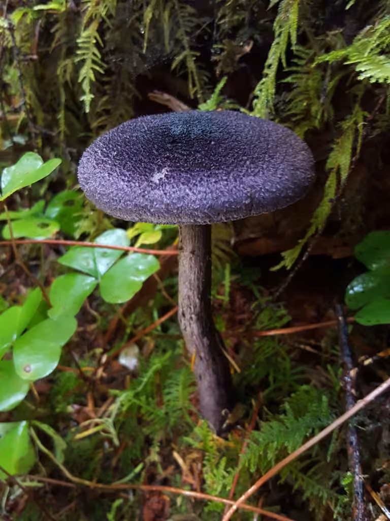 Violet Webcap, photo 2 of 5