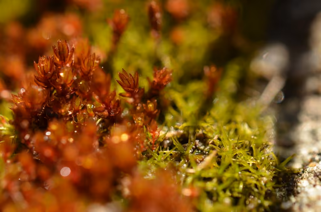 Bryum à feuilles concaves, photo 3 sur 3