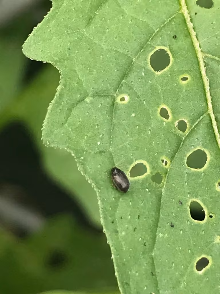Potato Flea Beetle, Gall