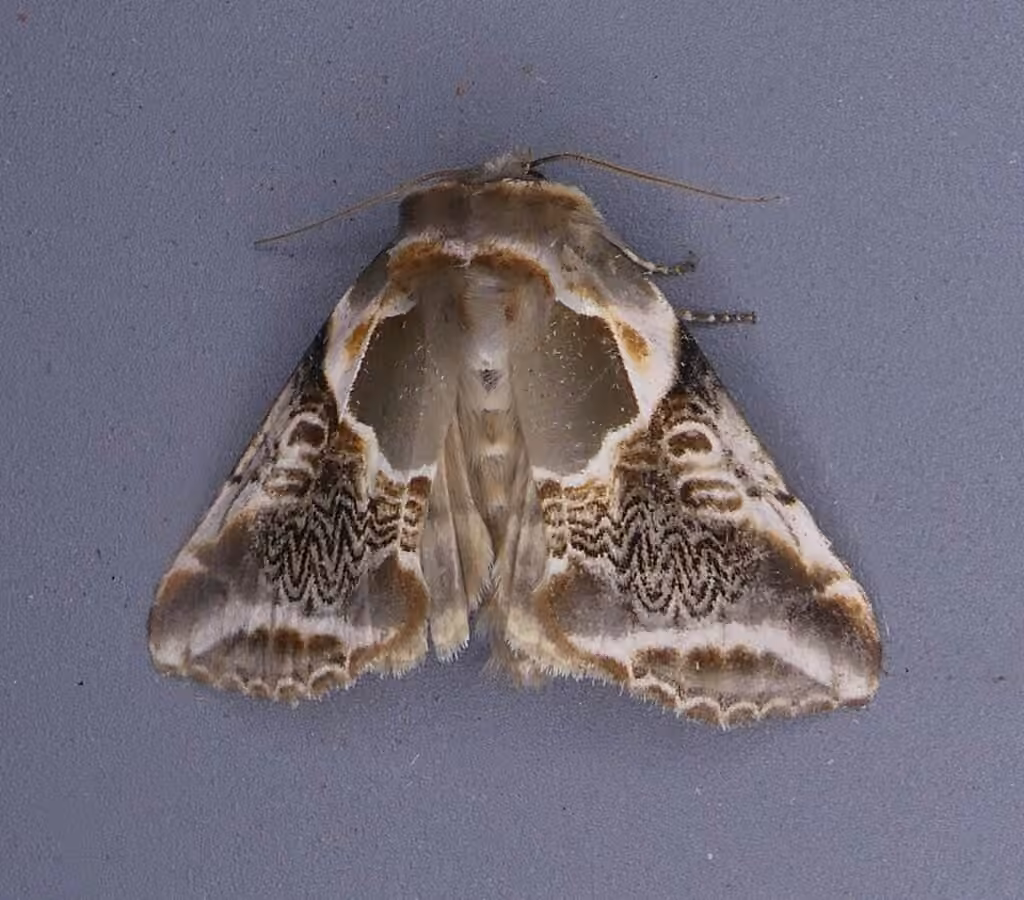 Lettered Habrosyne Moth, Mâle