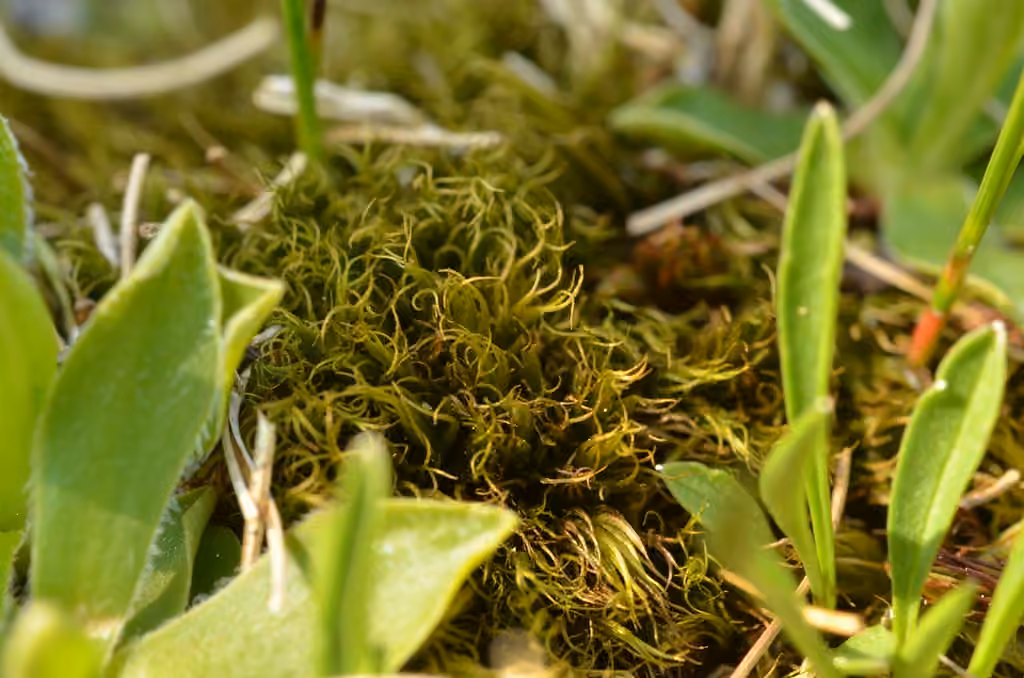 Confusing broom moss, photo 3 of 5