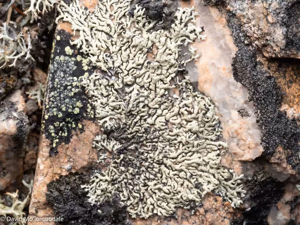Finger Ring Lichen, photo 2 of 5