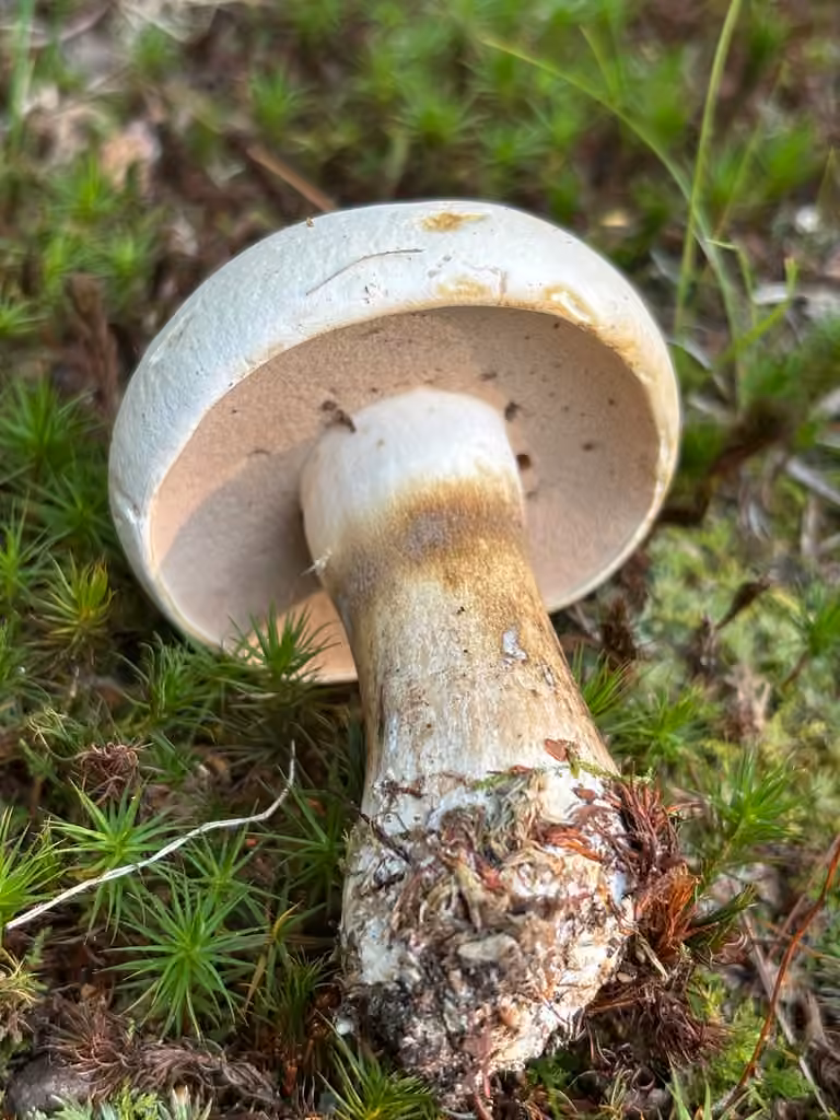 Bitter Parchment Bolete, photo 2 of 5
