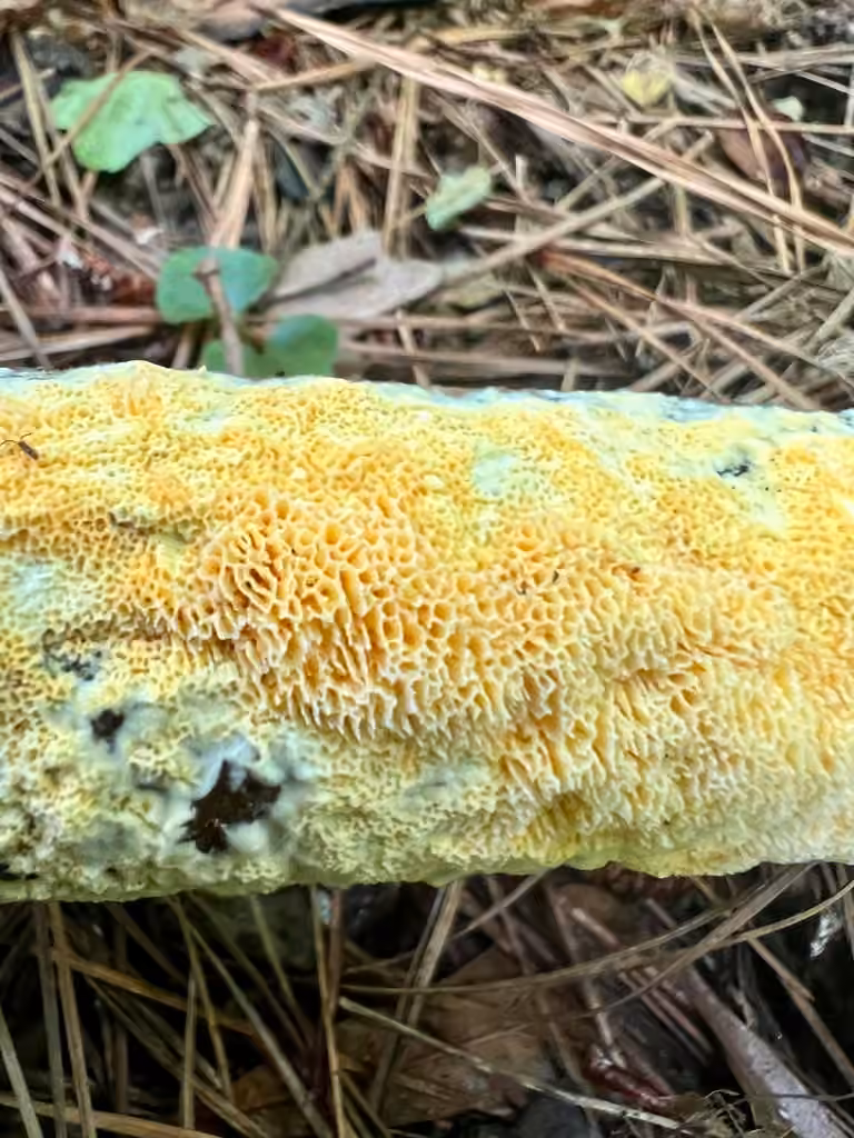 Fibroporia radiculosa, photo 3 of 5