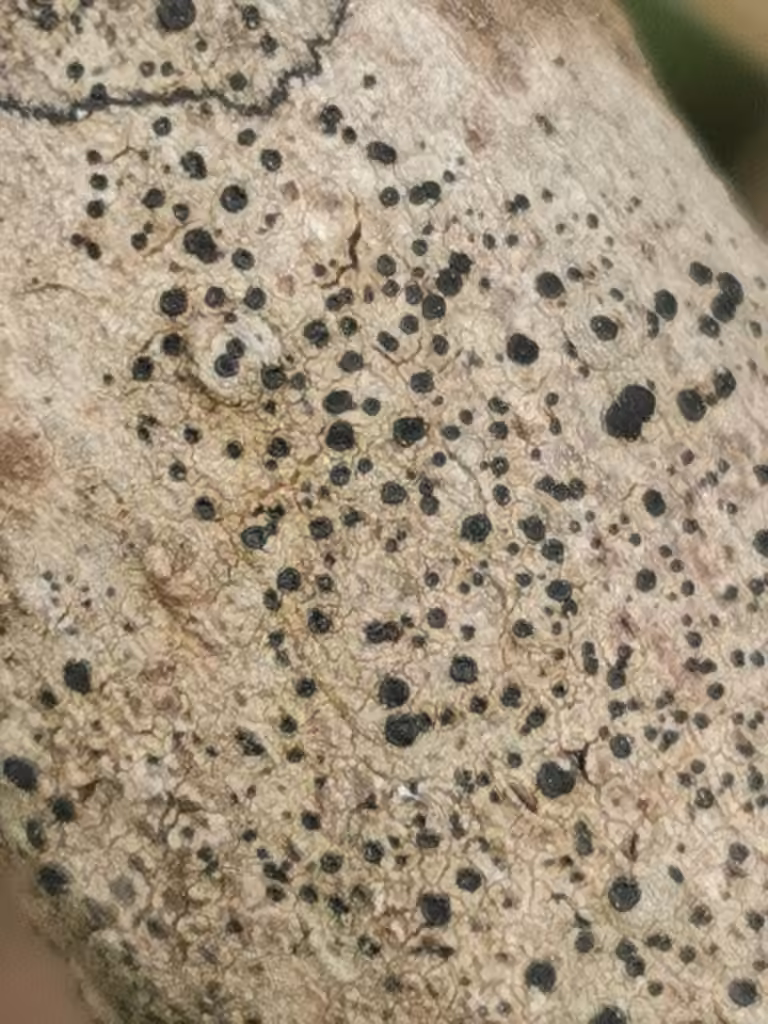Lecidella lichen, photo 2 of 5