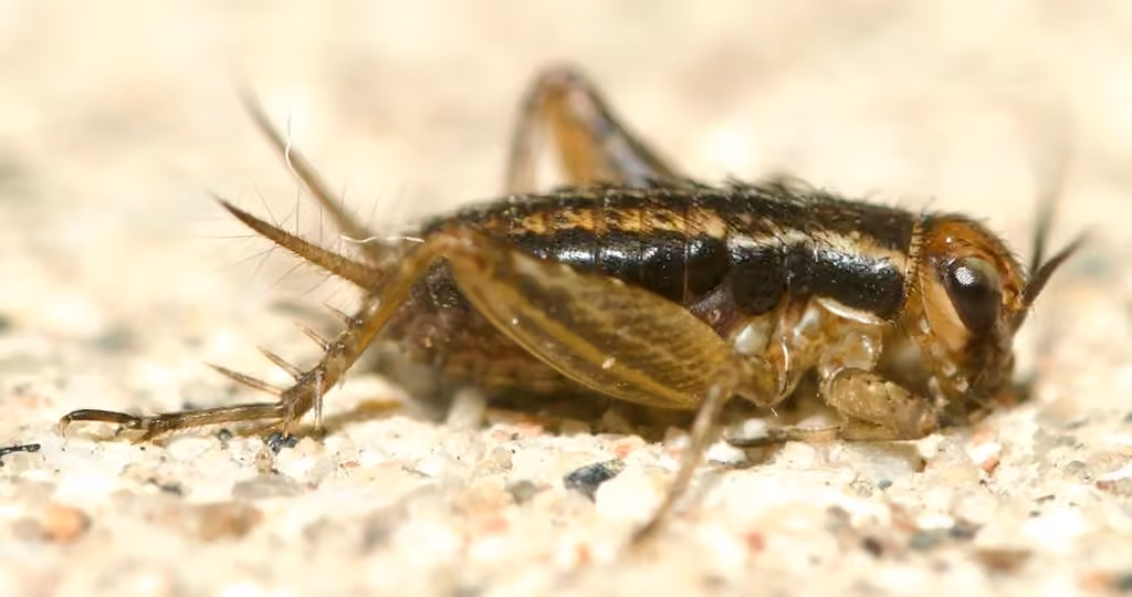 Grillon fascié, Nymphe