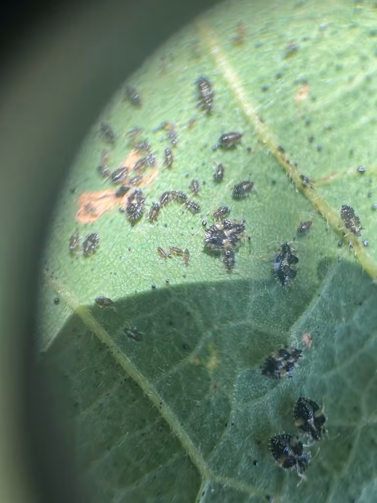Punaise reticulée du chêne, Nymphe
