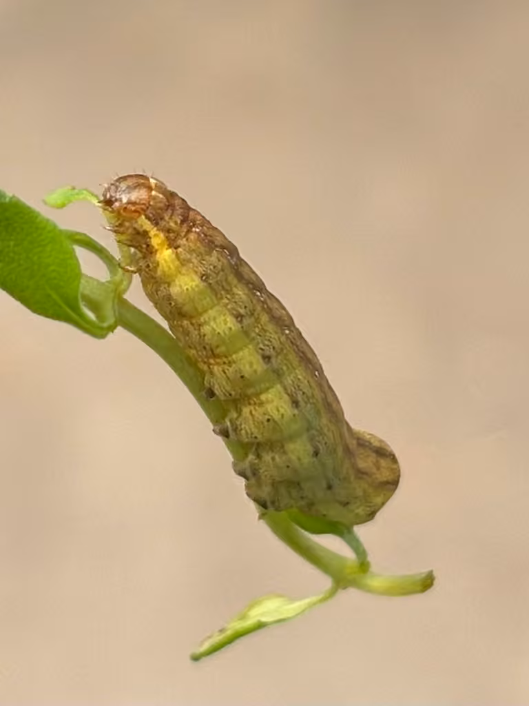 Flame-shouldered Dart, Chenille