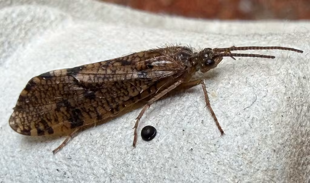 Crotch's giant caddisfly, photo 3 of 5