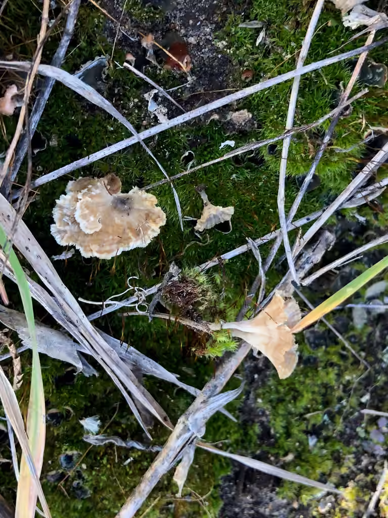 Cotylidie ondulée, photo 3 sur 5