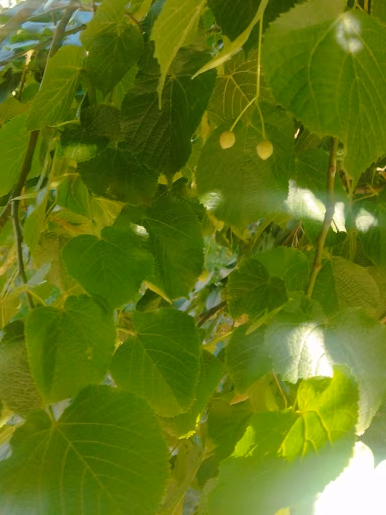 Tilleul à grandes feuilles, En fleurs