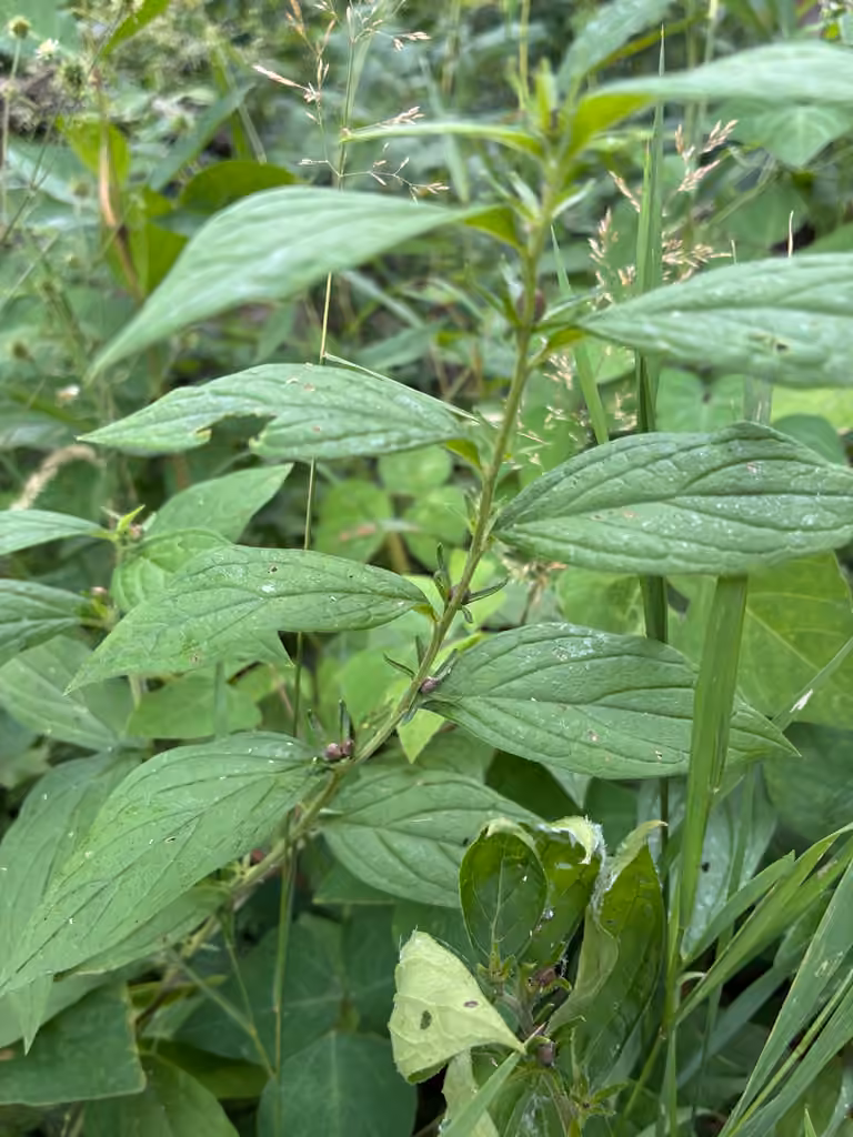 American gromwell, In fruit