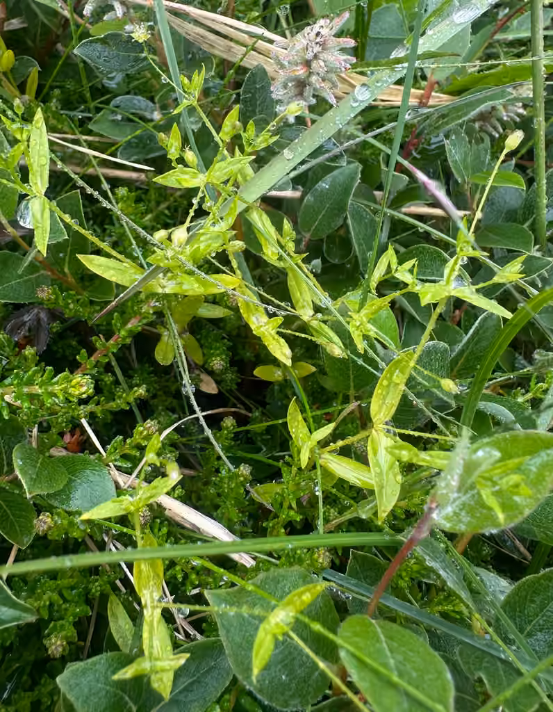 Boreal starwort, Flower buds