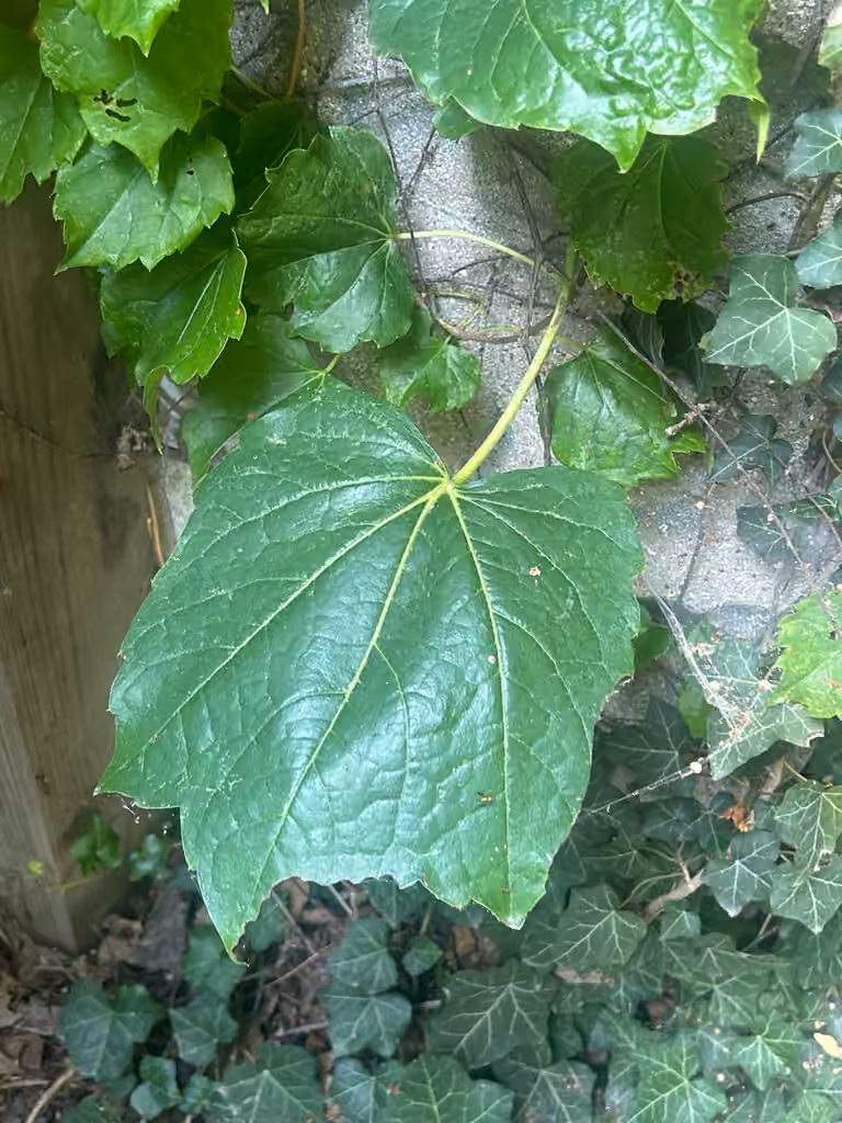 Boston ivy, In flower