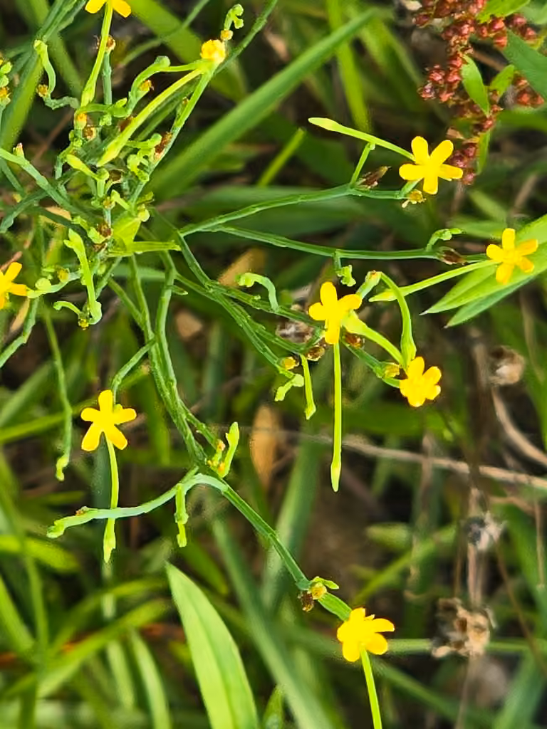 Millepertuis fausse-gentiane, En fleurs