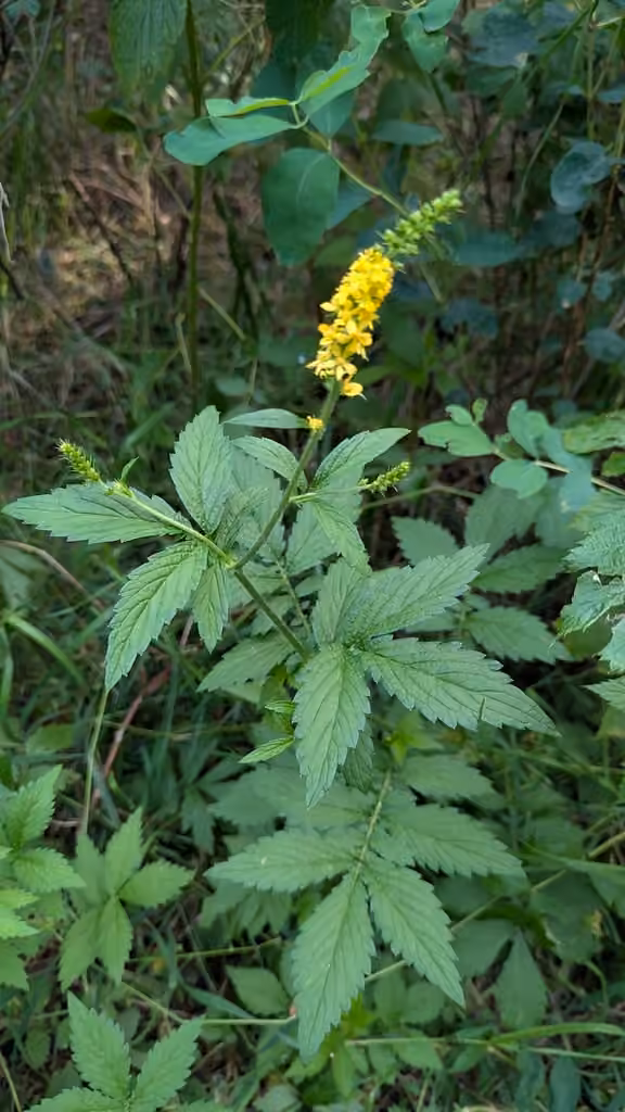 Aigremoine striée, En fleurs