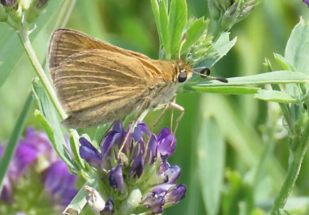 Hespérie à tache costale, Femelle