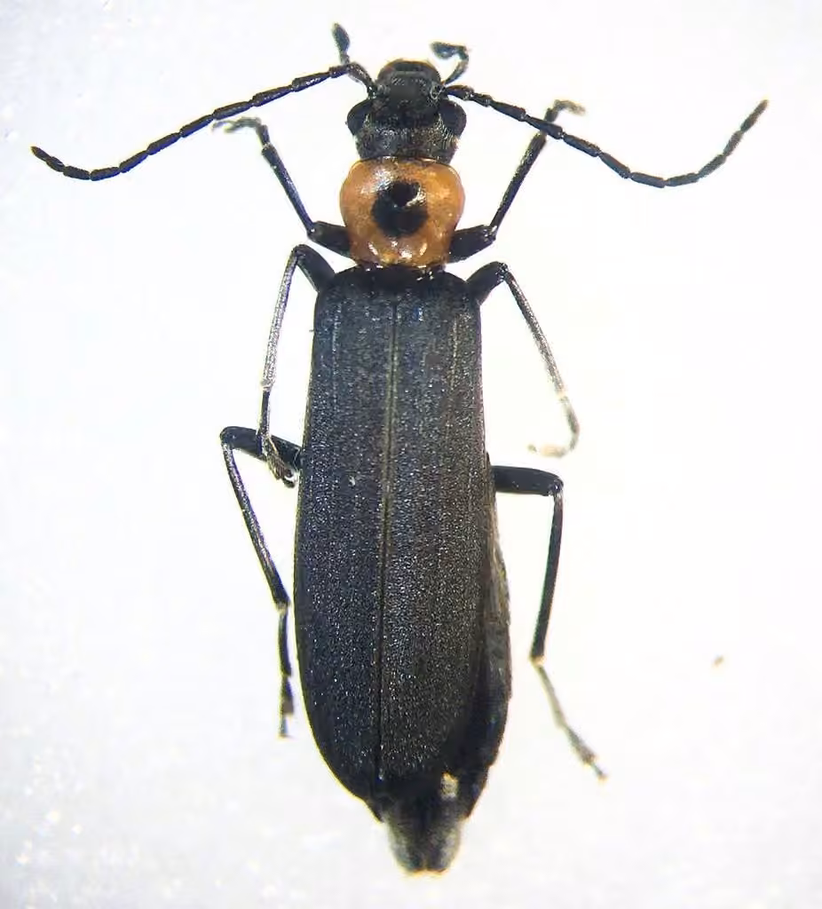 Édémère à thorax ponctué, photo 1 sur 5