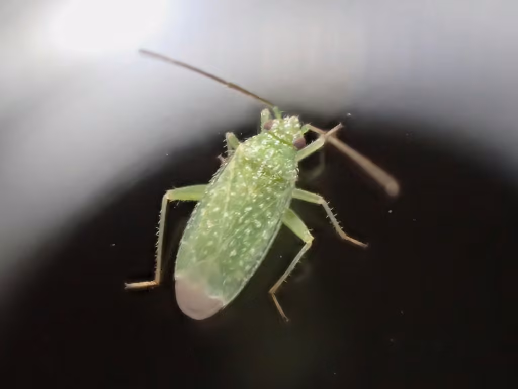 Plant bug, photo 2 of 5