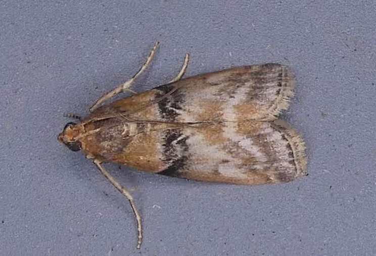 Poplar bud borer moth, Mâle