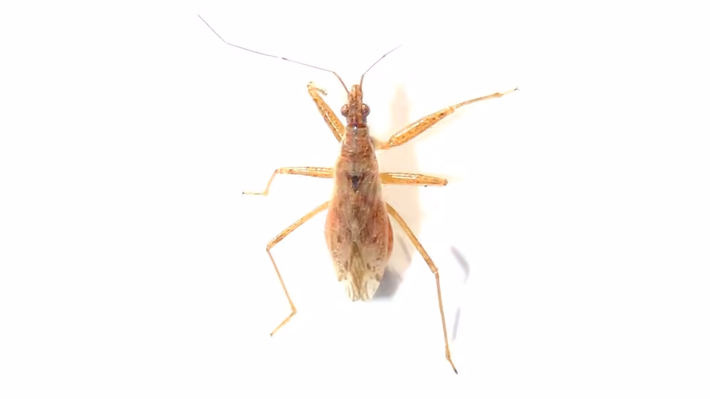 Short-winged Nabis, Male