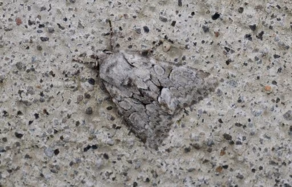 Dark-winged Quaker, photo 2 sur 5