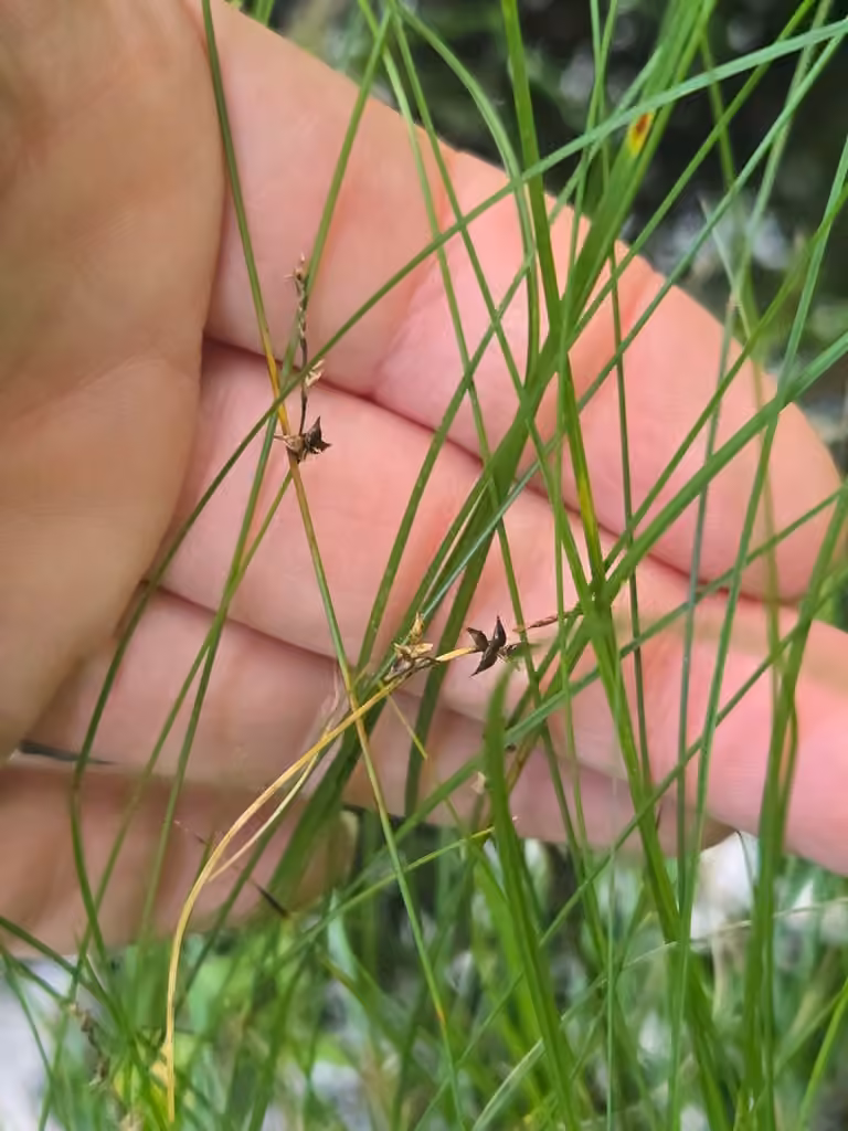 Carex continental, En fruits