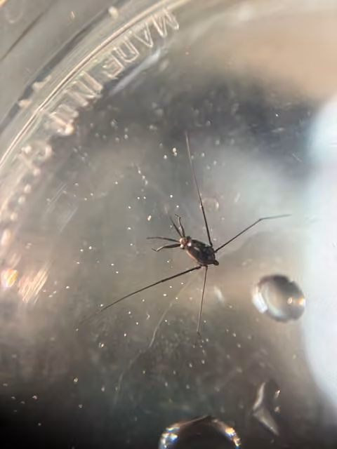 Twilight water strider, Male
