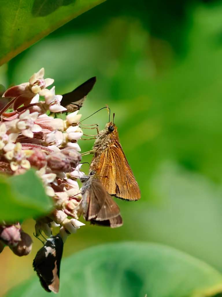 Dion Skipper, Female
