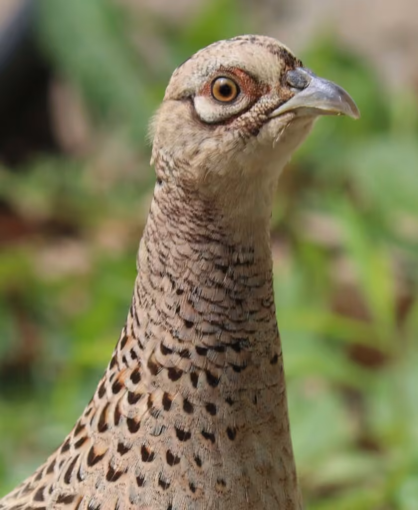 Faisan de Colchide, Femelle