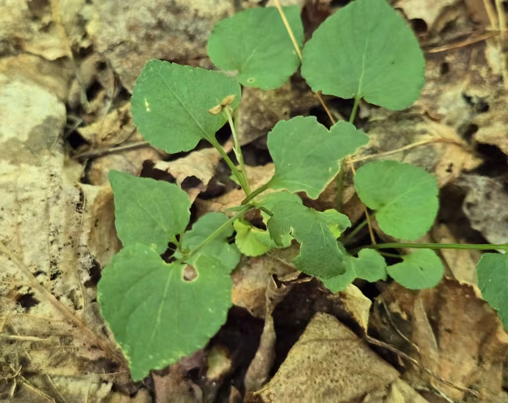 Alpine violet, In fruit