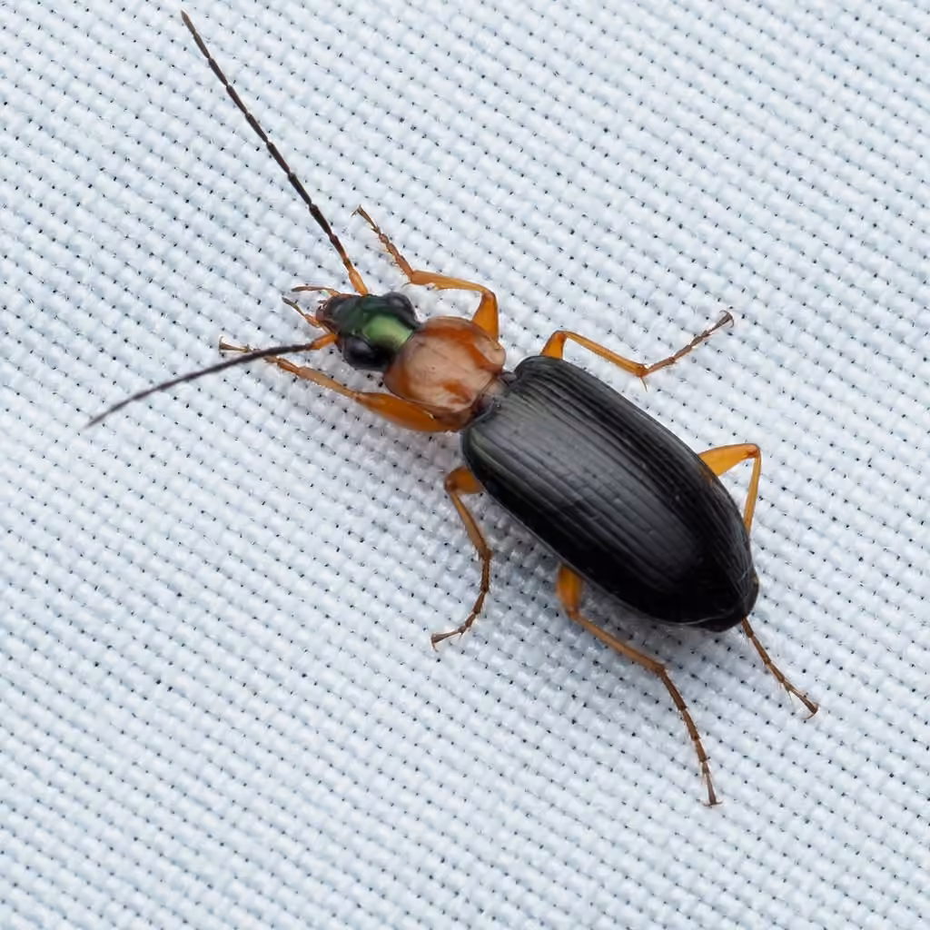 Decorated harp ground beetle, photo 3 of 5