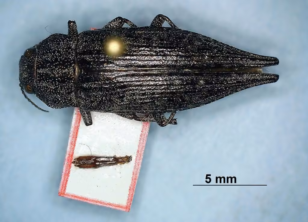 Flat-headed Poplar Borer, Male
