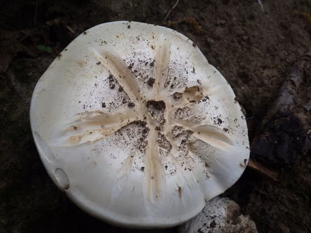 Agaric des prés salés, photo 3 sur 5