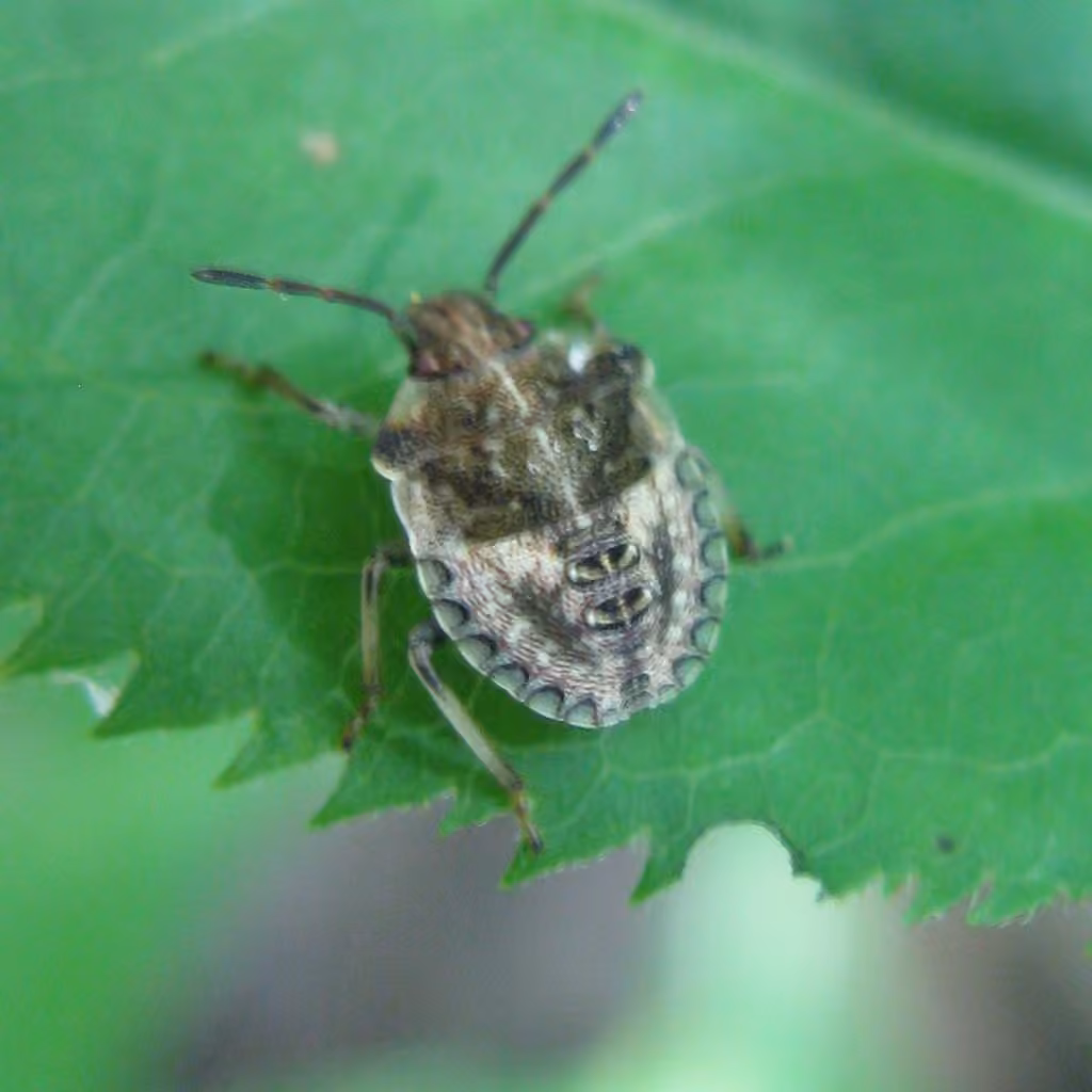 Nerve-winged Stink Bug, Nymphe