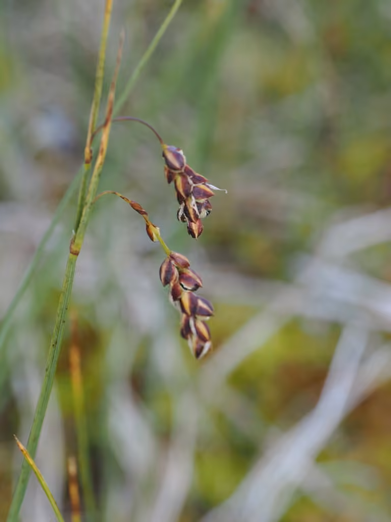 Carex rariflore, photo 3 sur 5