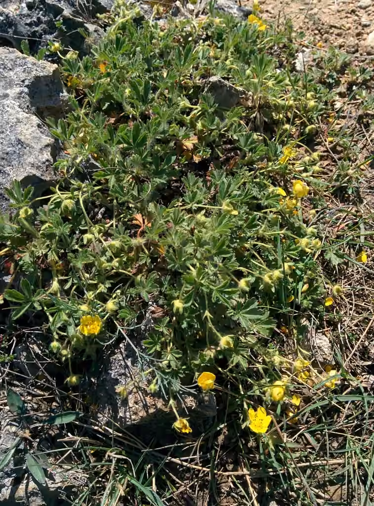 Potentille de printemps, photo 3 sur 5