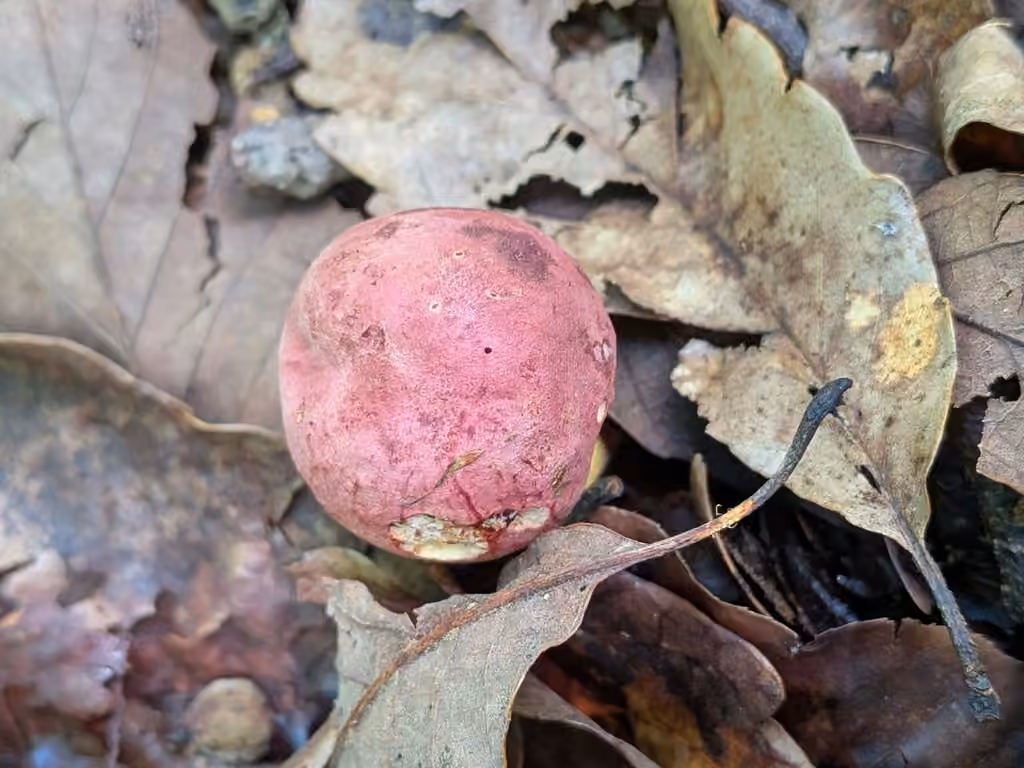 Butyriboletus roseopurpureus, photo 3 of 5