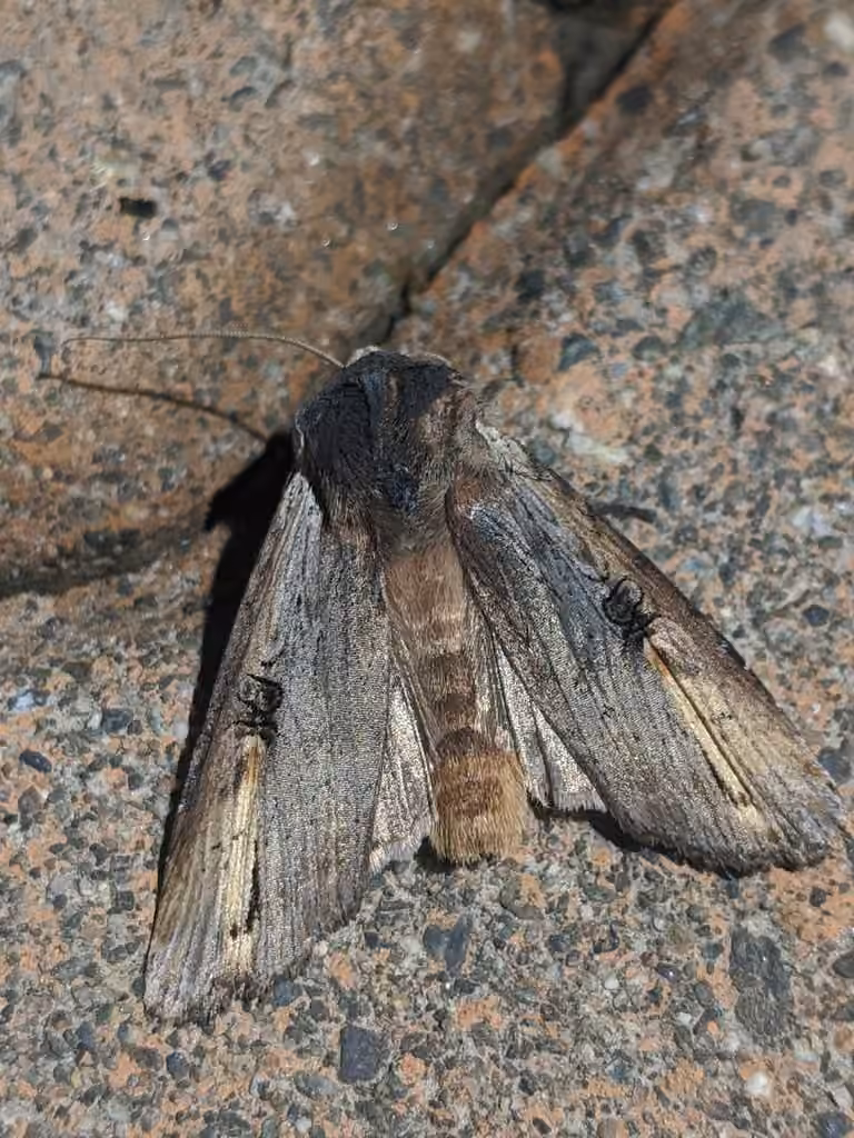 Gray Swordgrass Moth, Adult