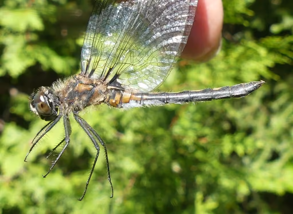 Leucorrhine Apprivoisée, Femelle