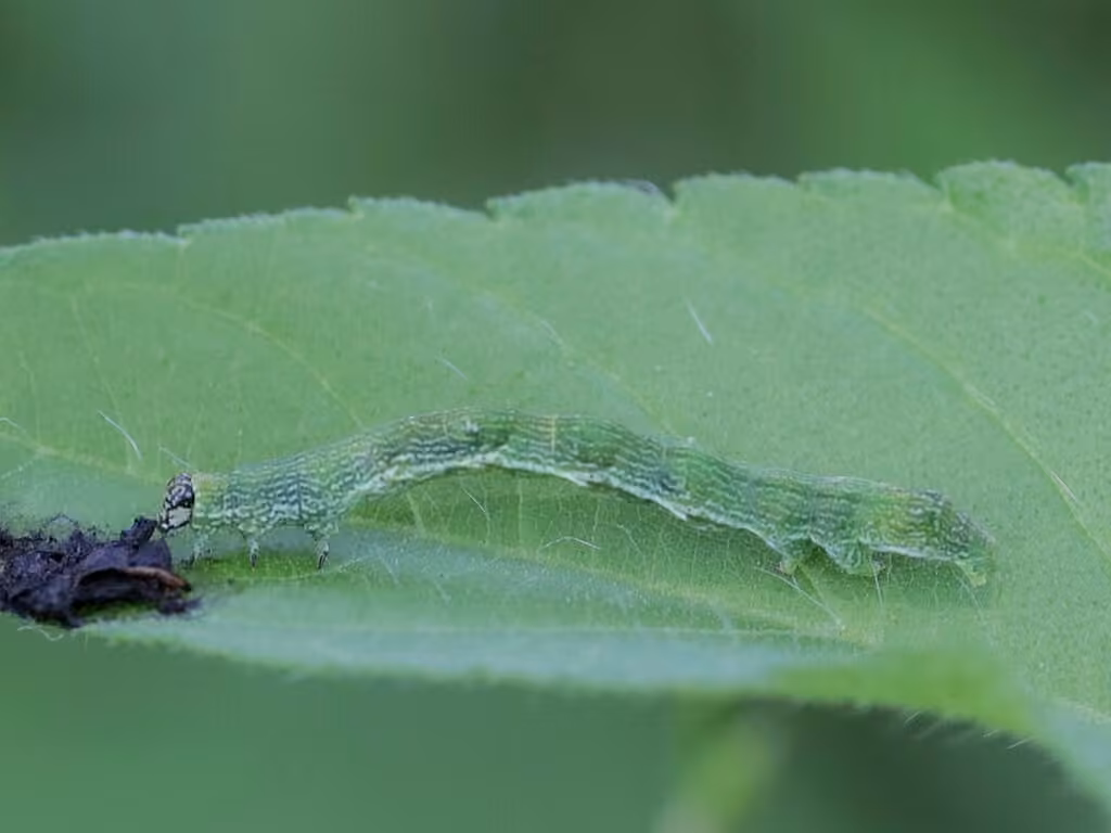 Small Bird-dropping Moth, Chenille
