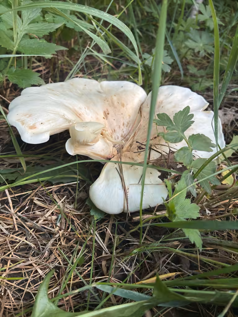 Leucopaxille amer, photo 3 sur 5