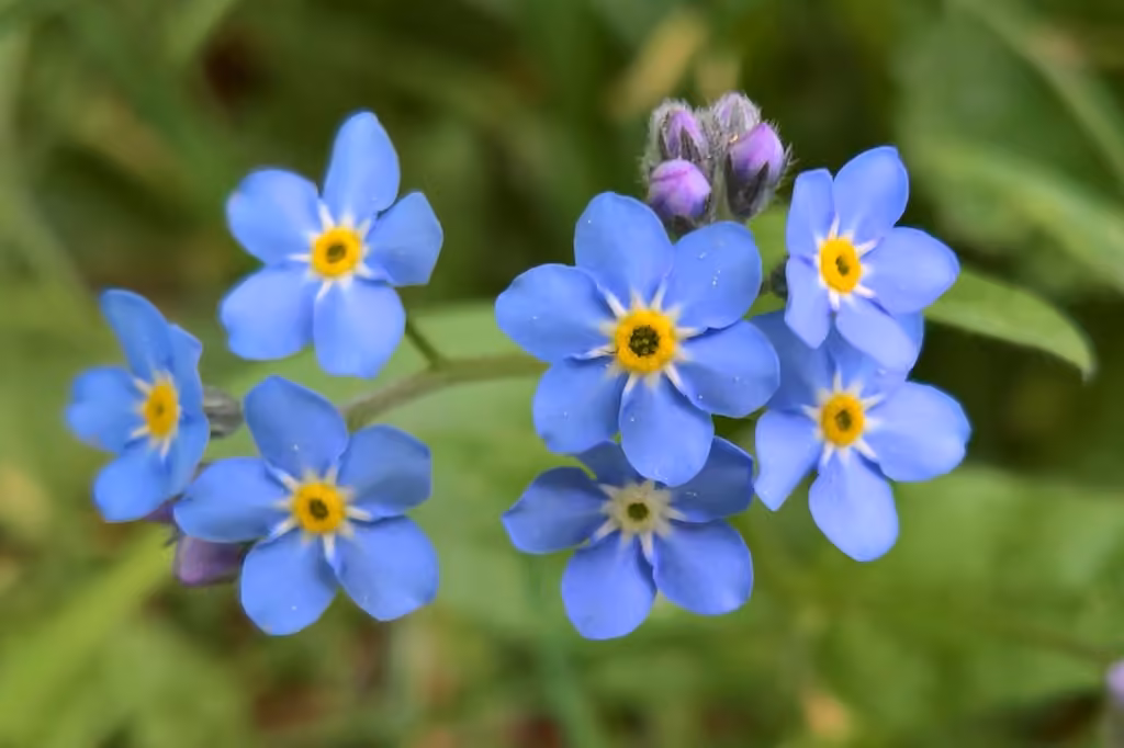 Myosotis des forêts, photo 3 sur 5
