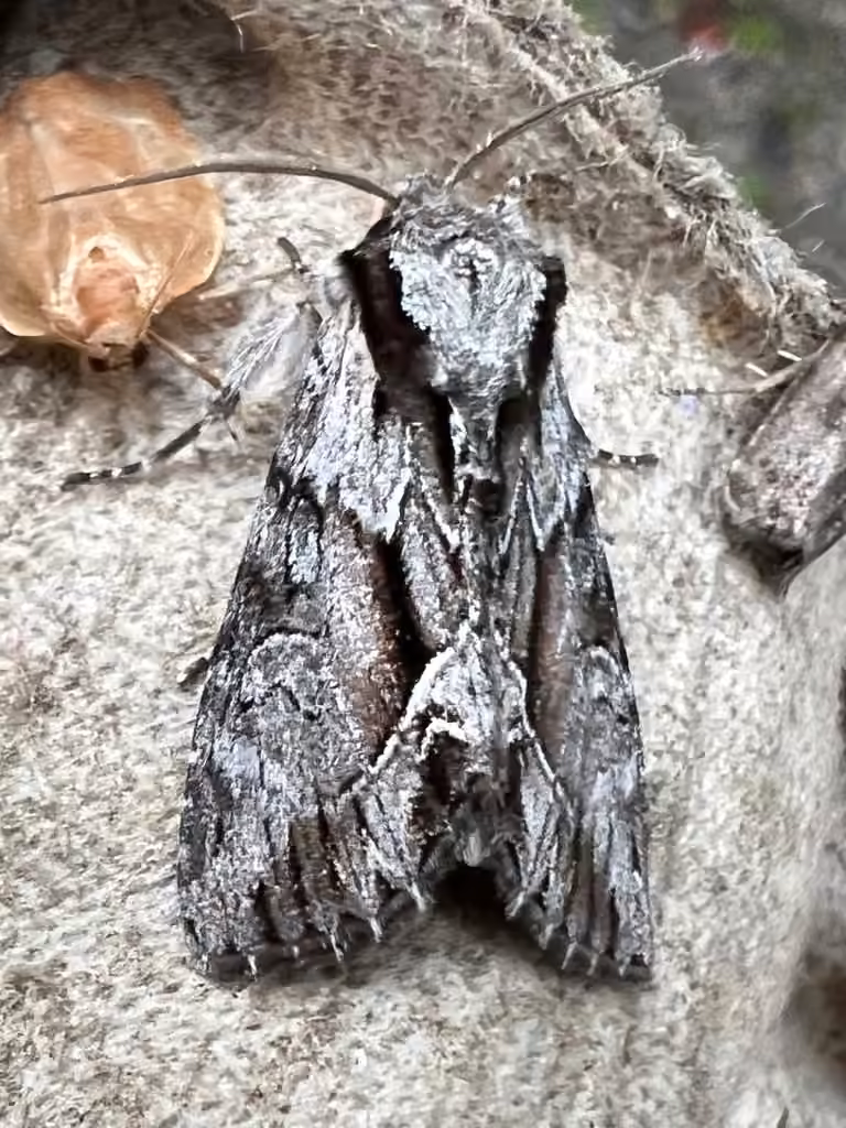 Summer Hyppa Moth, Mâle