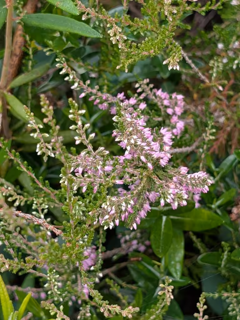 Bruyère commune, En fleurs