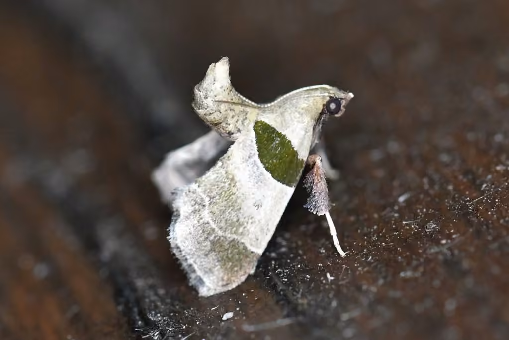 Dimorphic Tosale Moth, Adulte